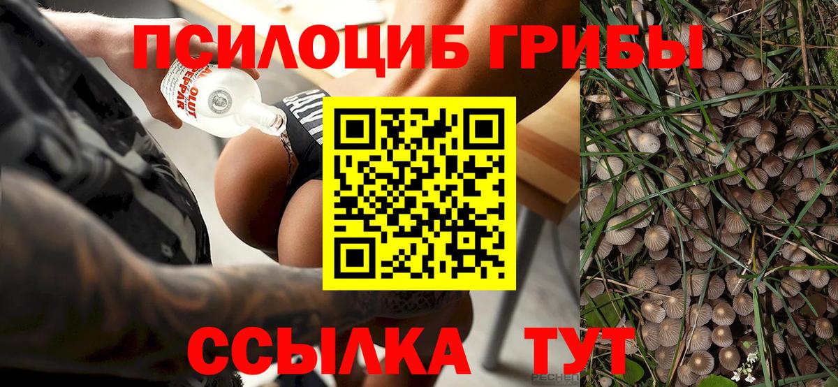 где найти наркотики  Псилоцибиновые грибы Cubensis  Вход с VPN  Омск 